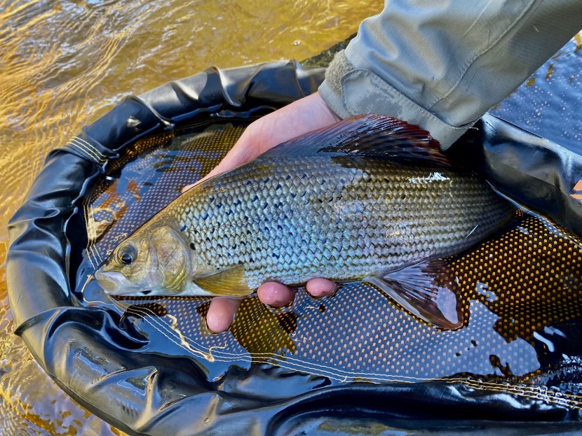 Craig Llyn grayling - Lyn Davies
